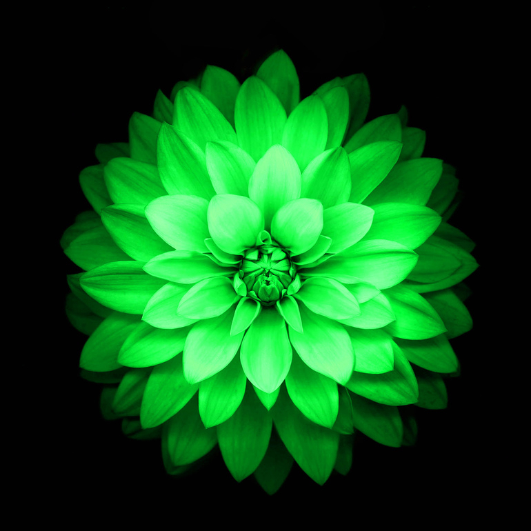 large_green_lotus_logal.jpg